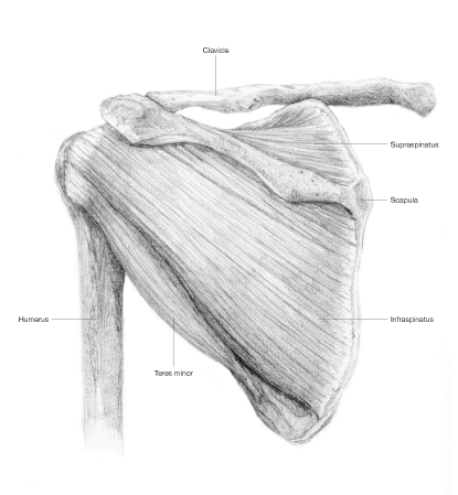 The Scoop on Medical Illustration