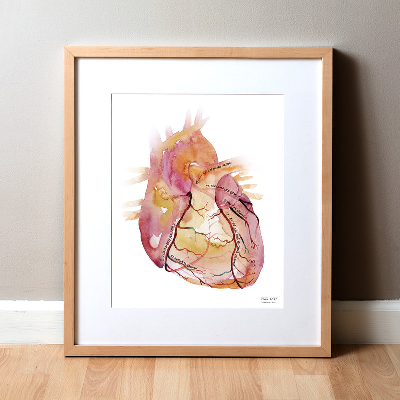 labeled coronary arteries art framed in wood frame