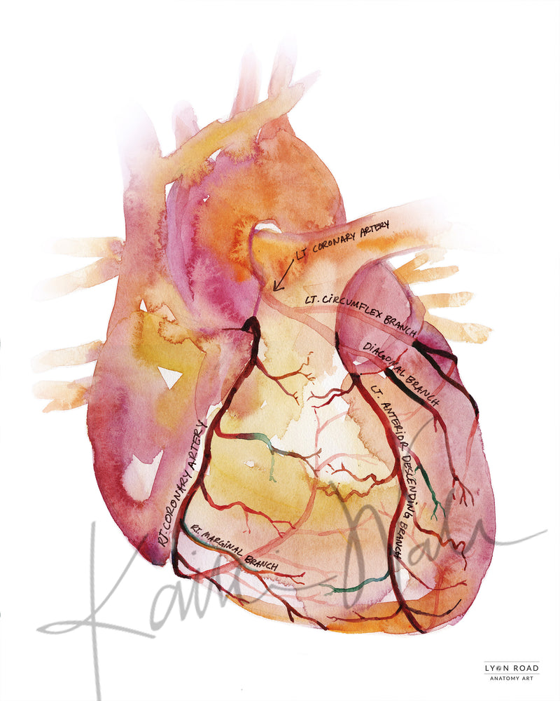 Labeled coronary arteries poster