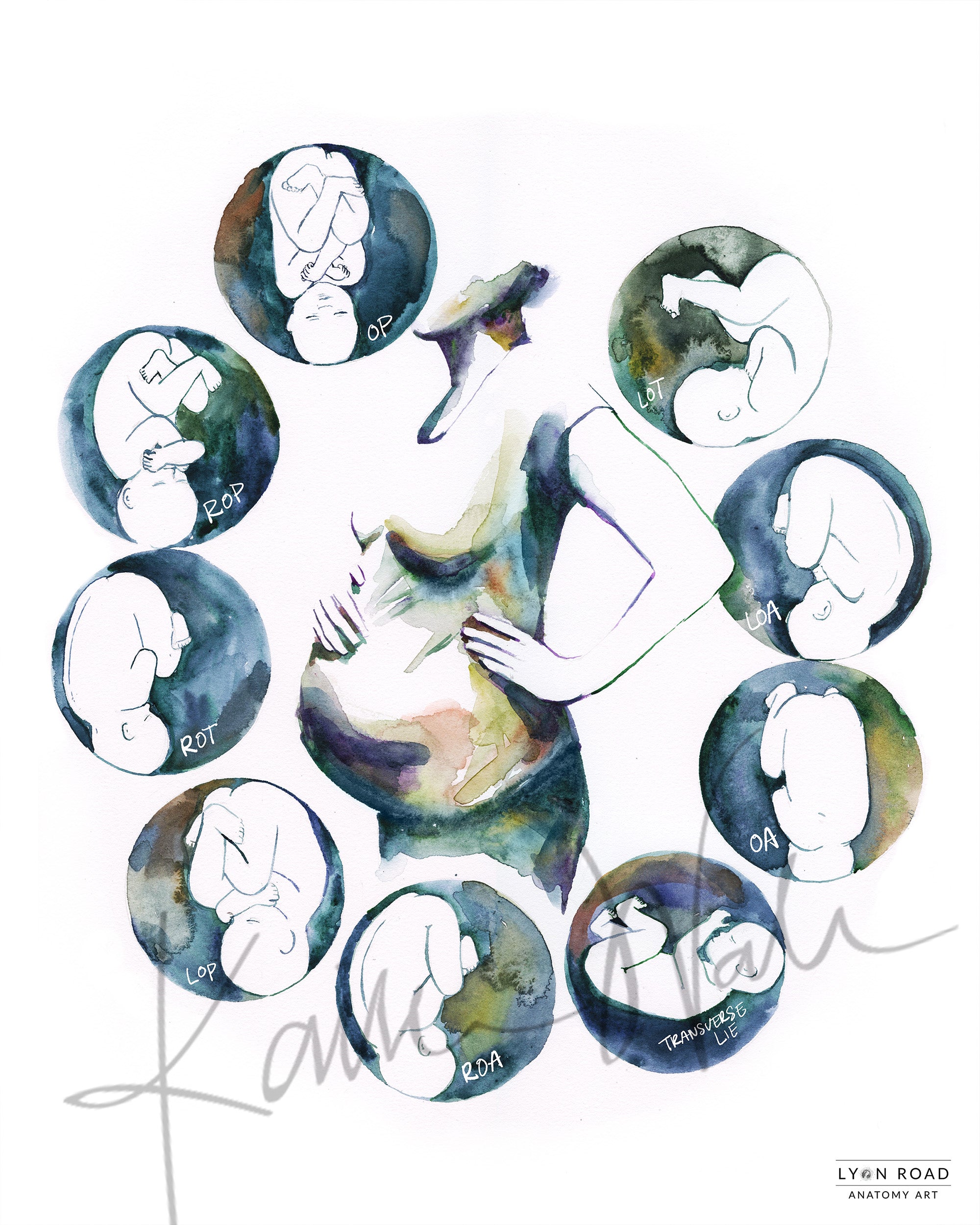 Fetal Compass Rose Watercolor Print