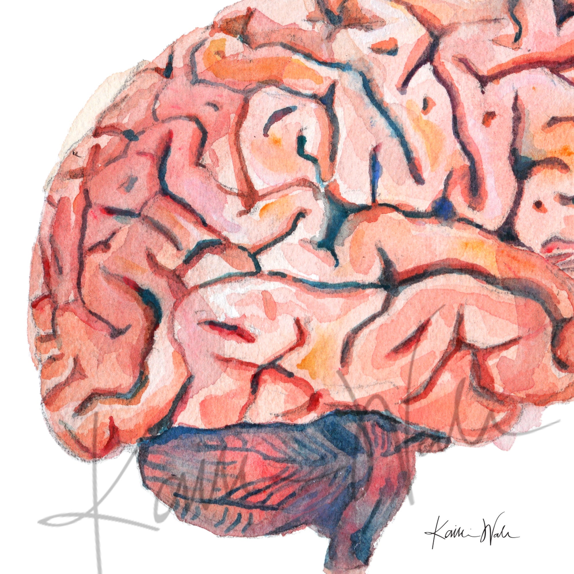 Sagittal Brain Watercolor Print - Lyon Road Art