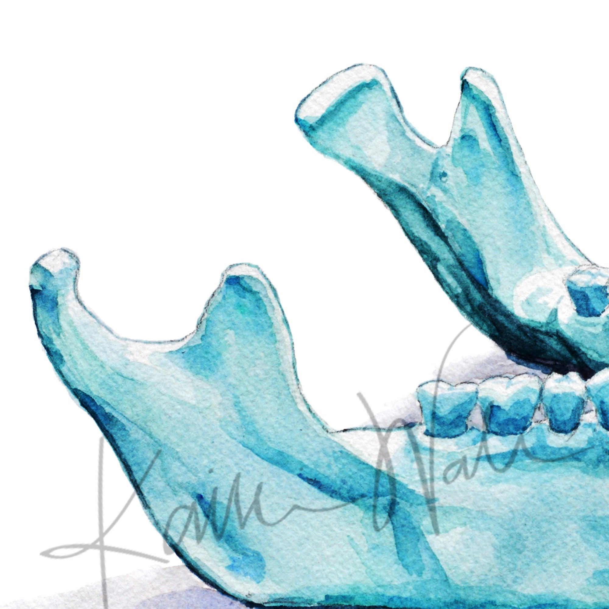 Lateral Mandible Watercolor Print - Lyon Road Art