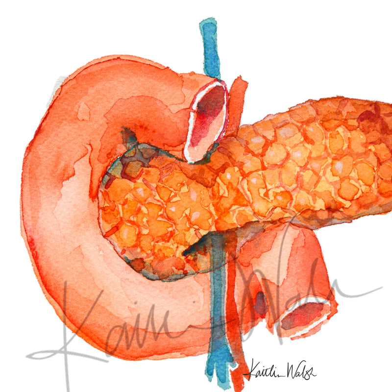 Anatomical Pancreas Watercolor Print - Lyon Road Art
