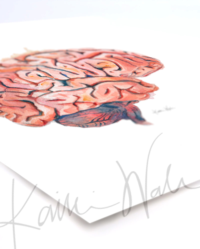 Sagittal Brain Watercolor Print - Lyon Road Art