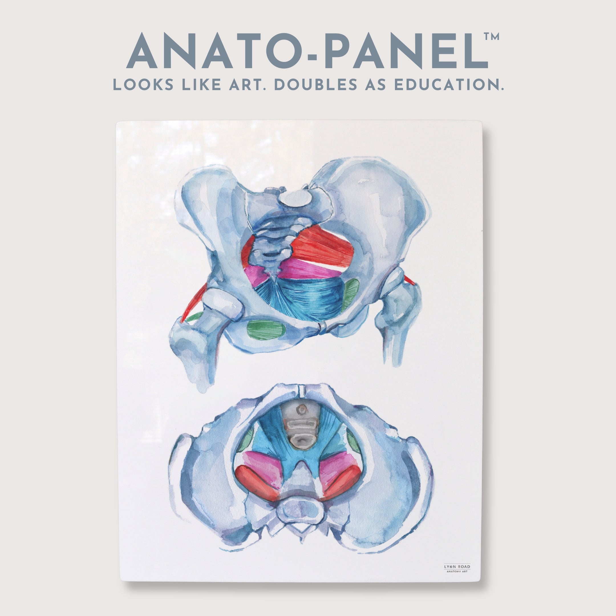Pelvic Floor Physical Therapy Diagram