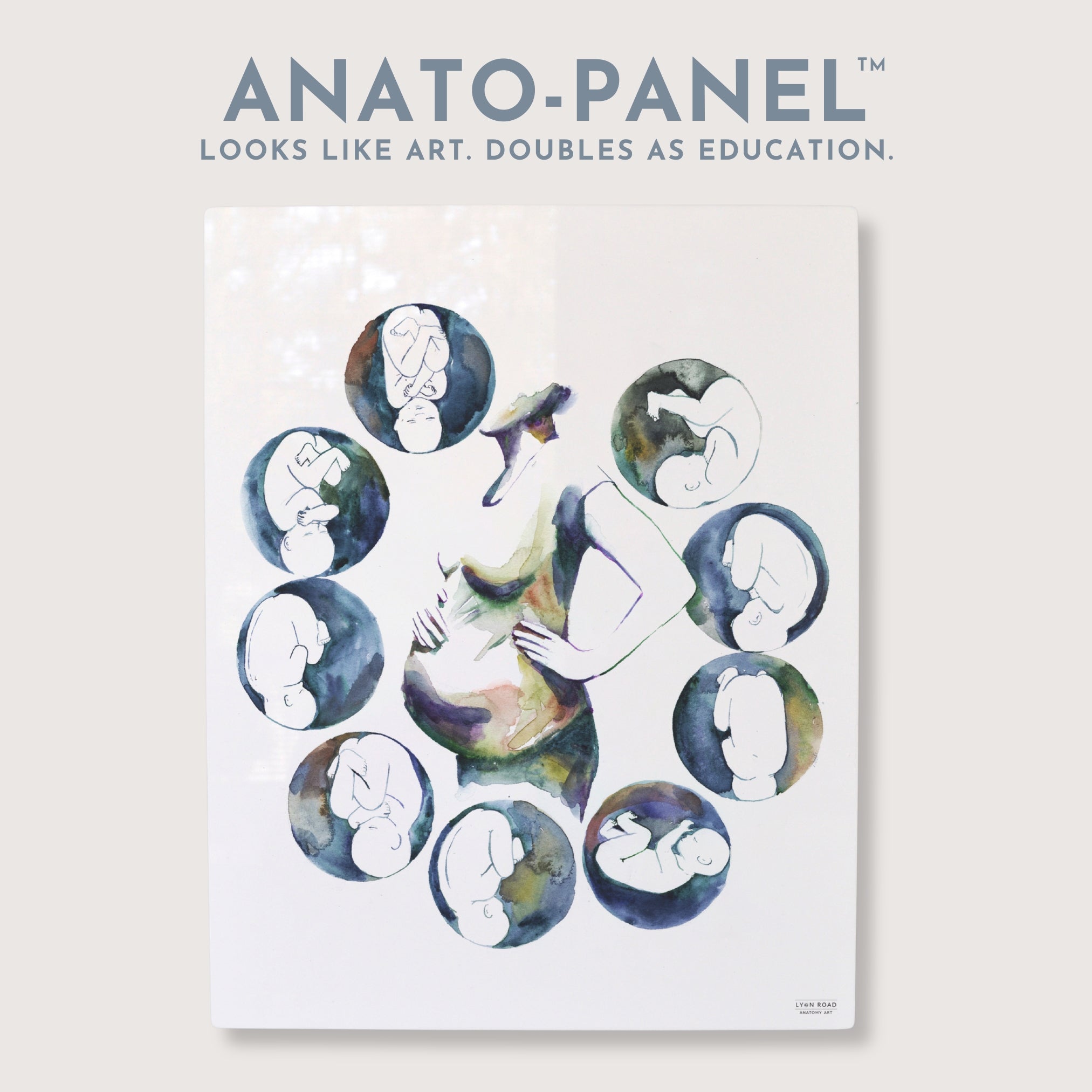 Fetal Compass Rose OBGYN Diagram