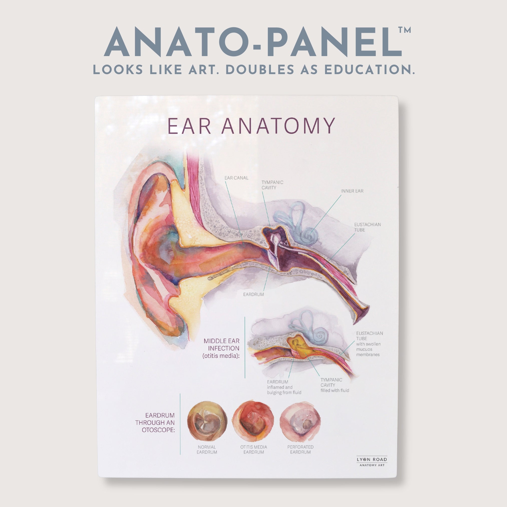Ear Anatomy & Infection Pediatrics Diagram