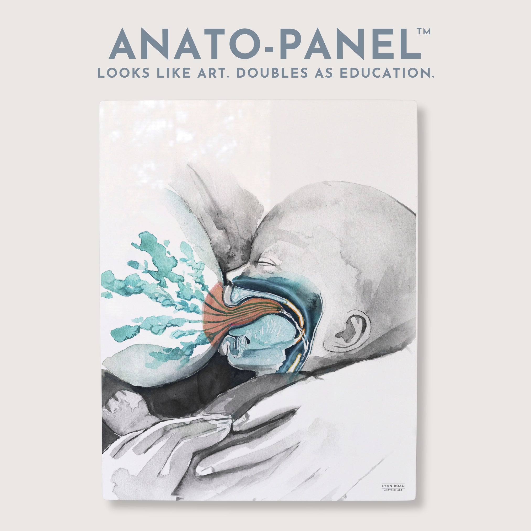 Lactation Breastfeeding Anatomy Diagram