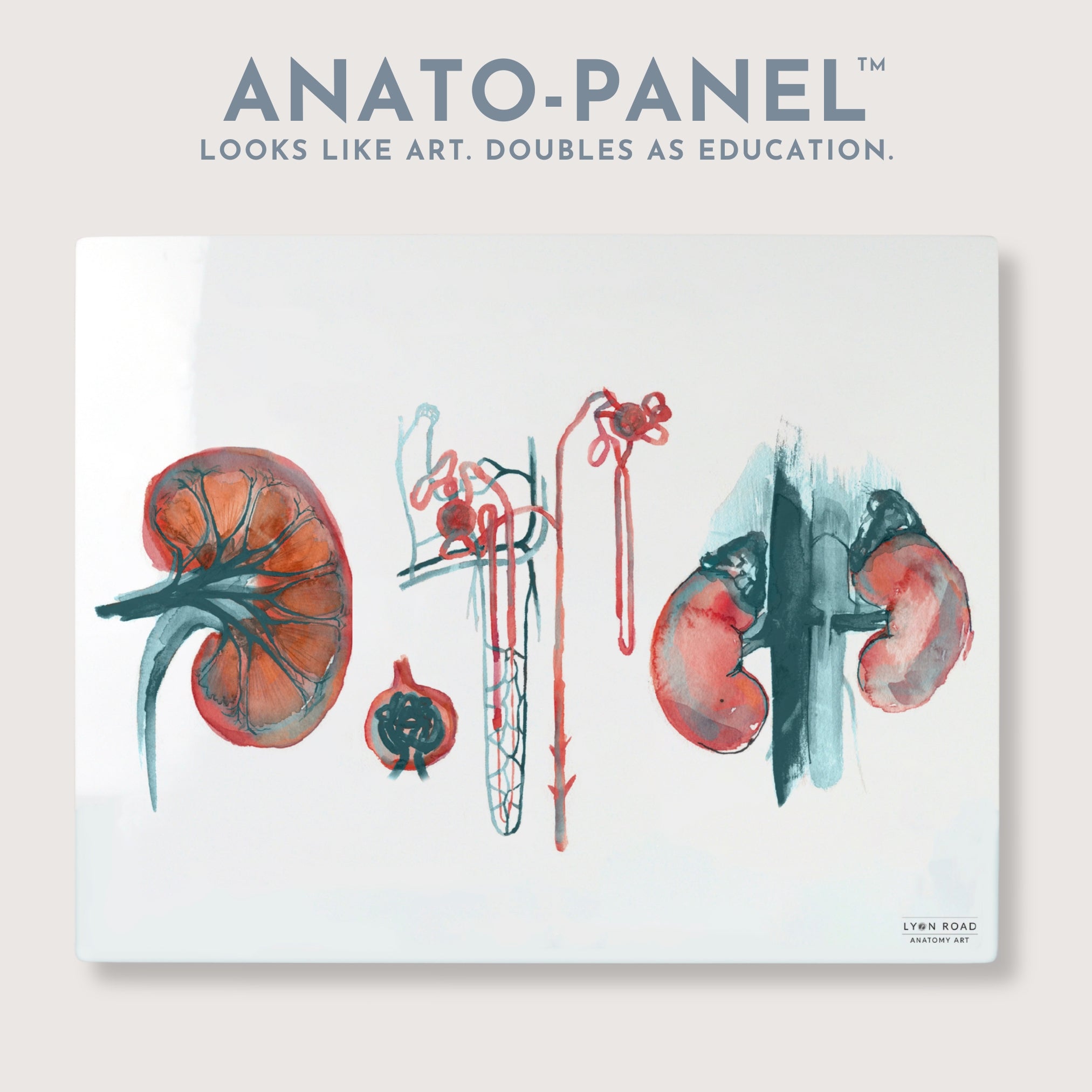 Kidney Anatomy Nephrology Diagram