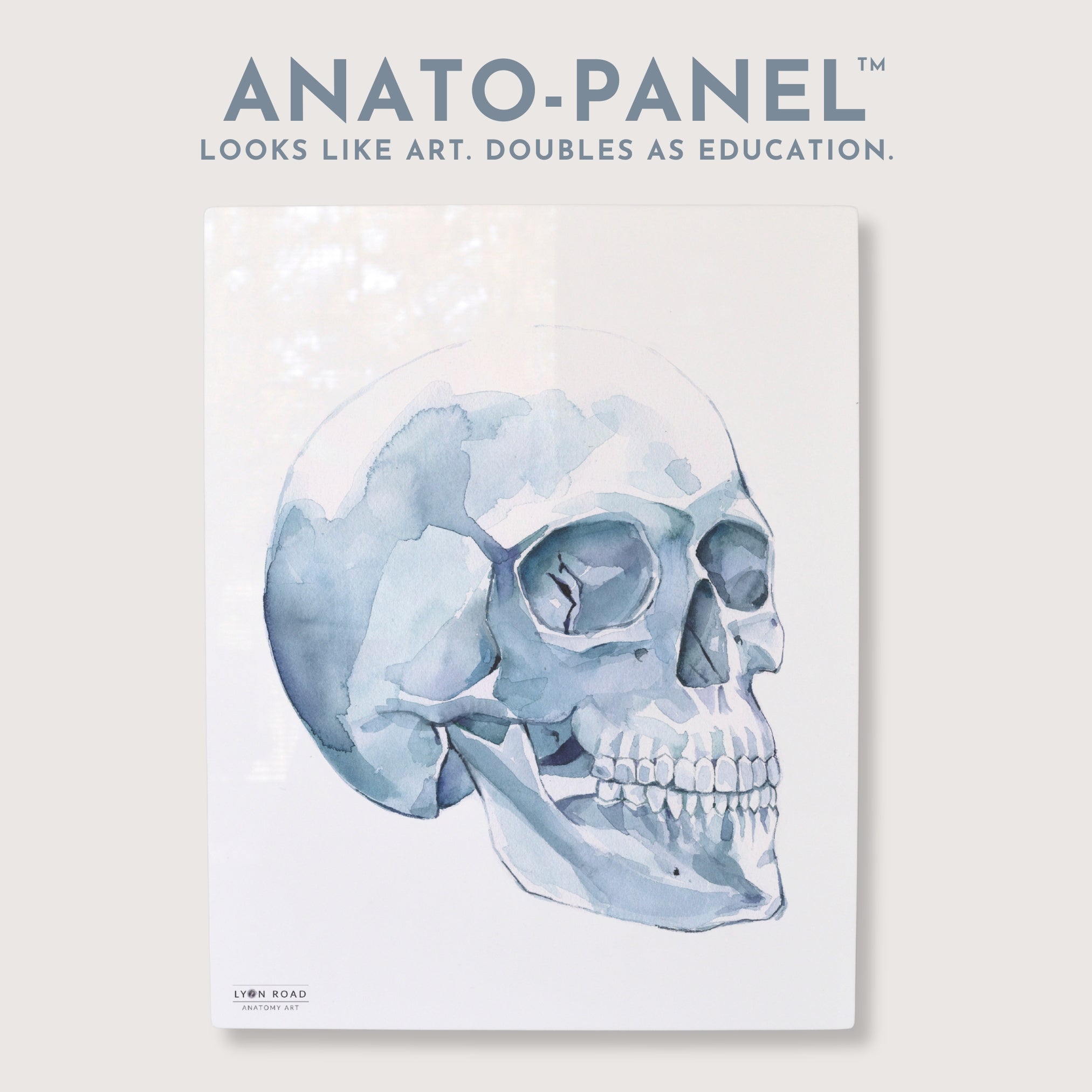 Skull Dental Anatomy OMFS Diagram