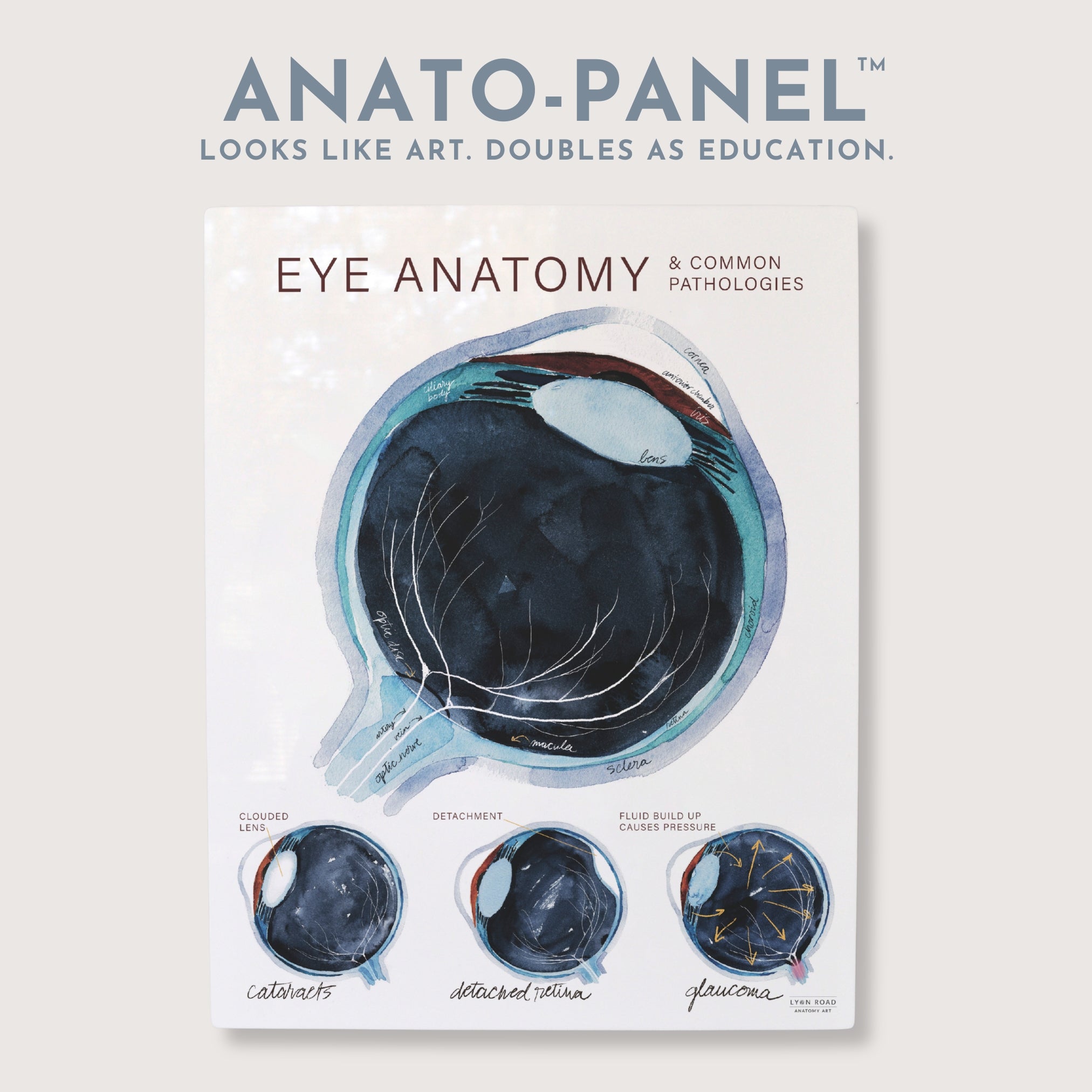 Eye Anatomy & Common Pathologies Diagram