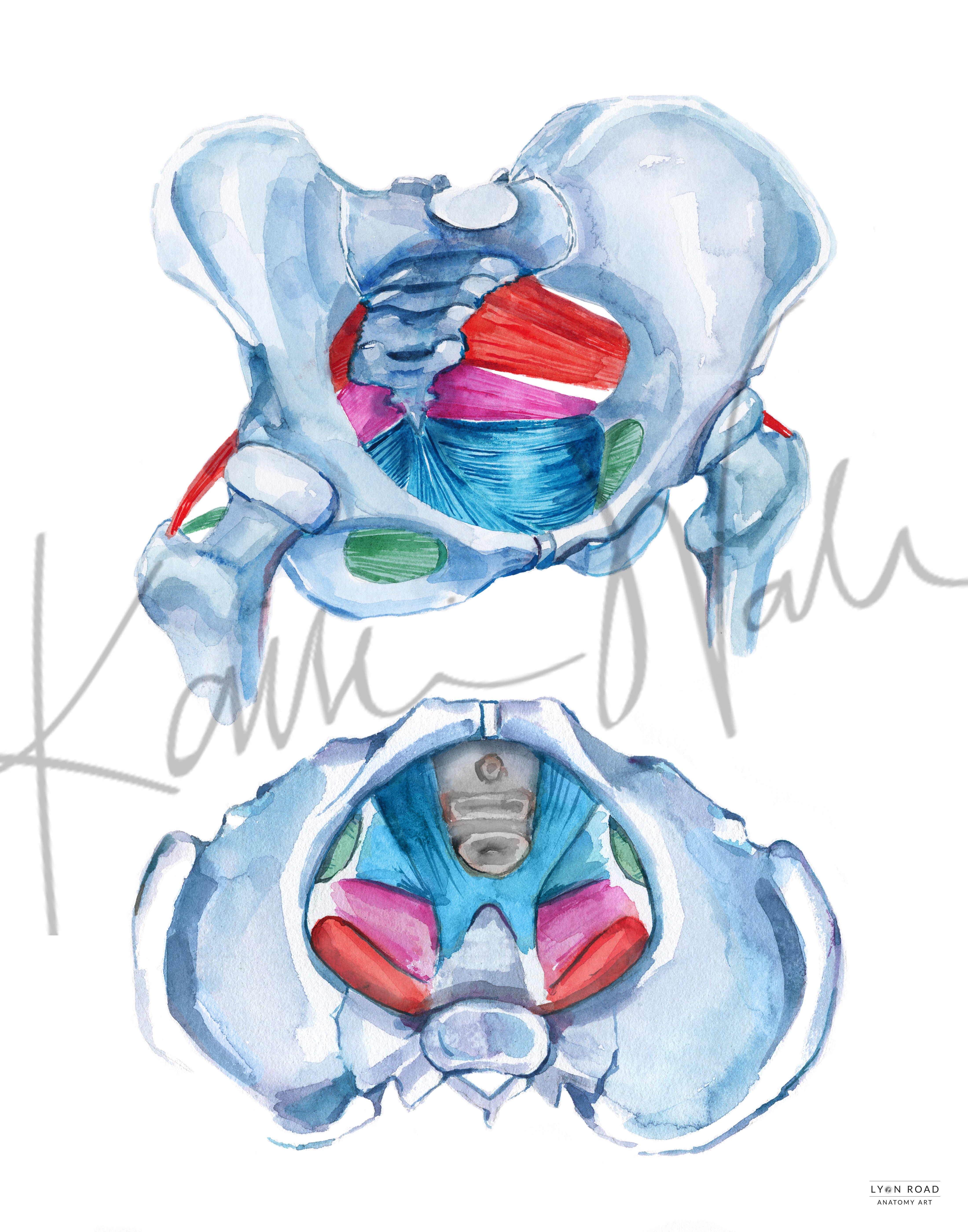 Pelvic Floor Physical Therapy Diagram