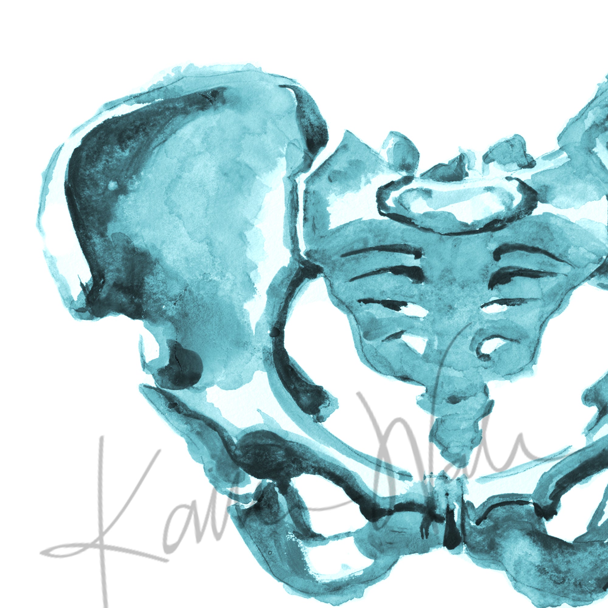 Pelvis Watercolor Print - Lyon Road Art