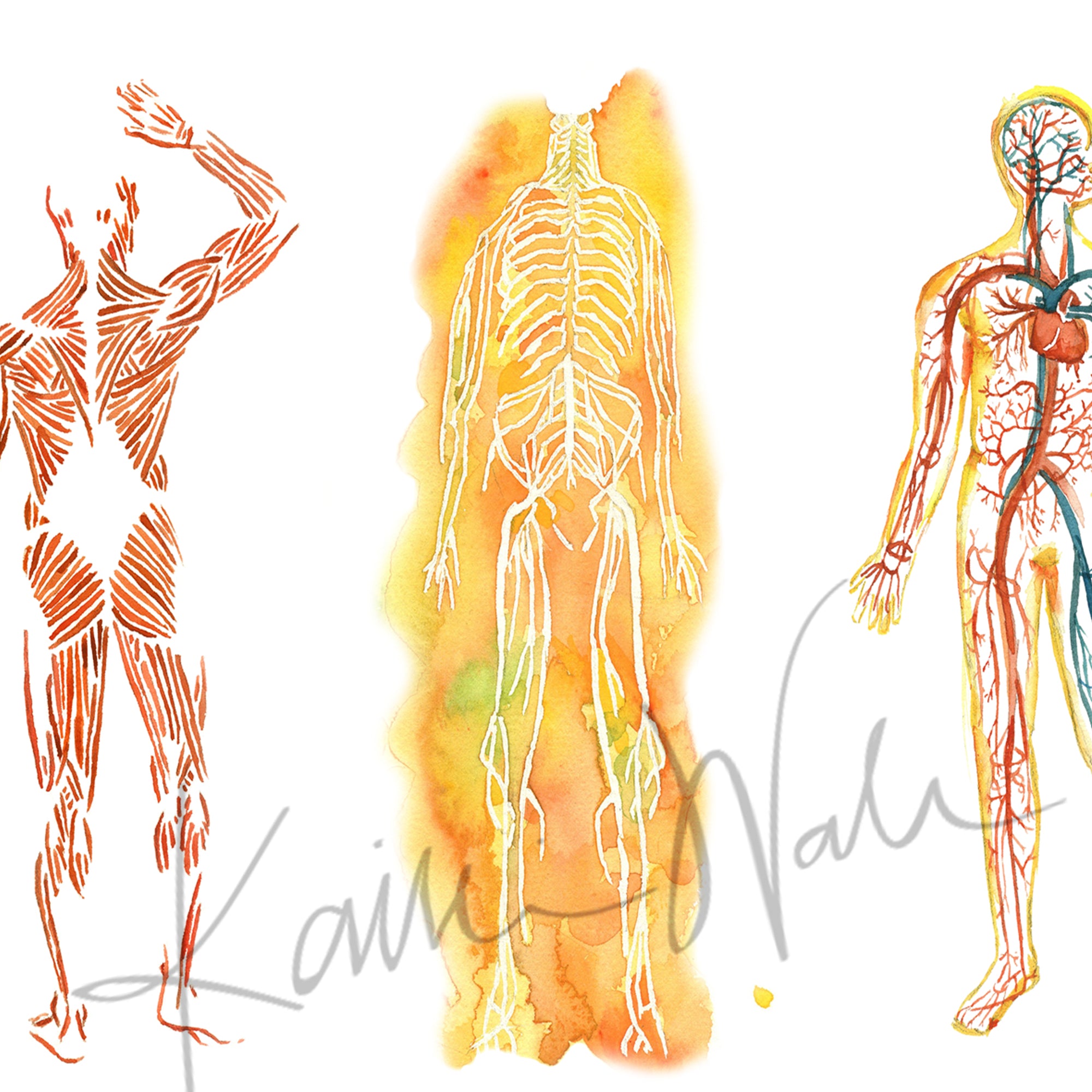 The Five Body Systems Watercolor Print - Lyon Road Art