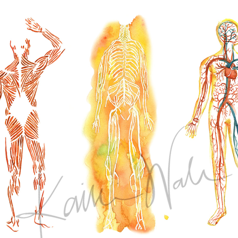 The Five Body Systems Watercolor Print - Lyon Road Art