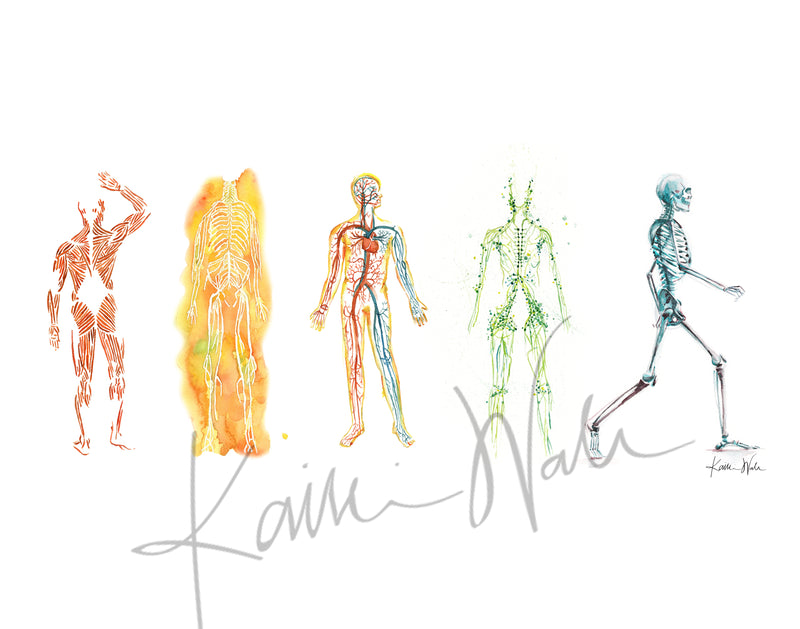 The Five Body Systems Watercolor Print - Lyon Road Art