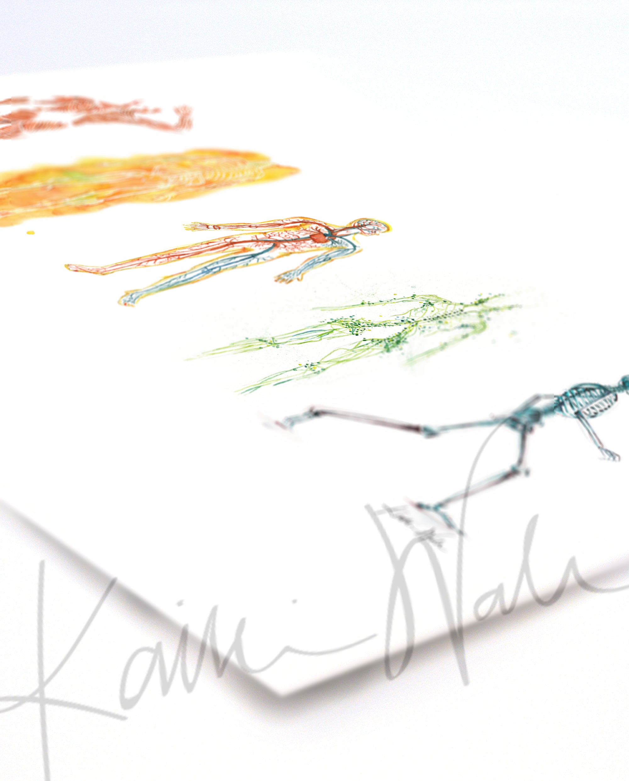 The Five Body Systems Watercolor Print - Lyon Road Art