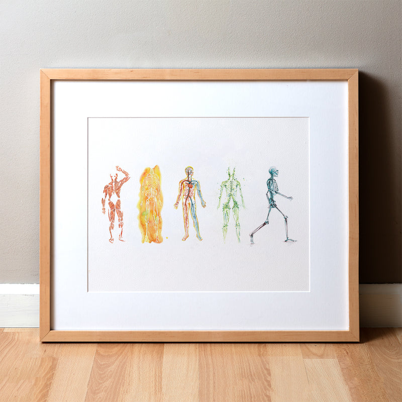 The Five Body Systems Watercolor Print - Lyon Road Art