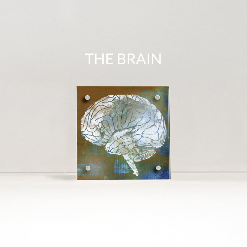 Neuroanatomy Desktop Anatomy Art - Acrylic Framed Mini Print - Lyon Road Art