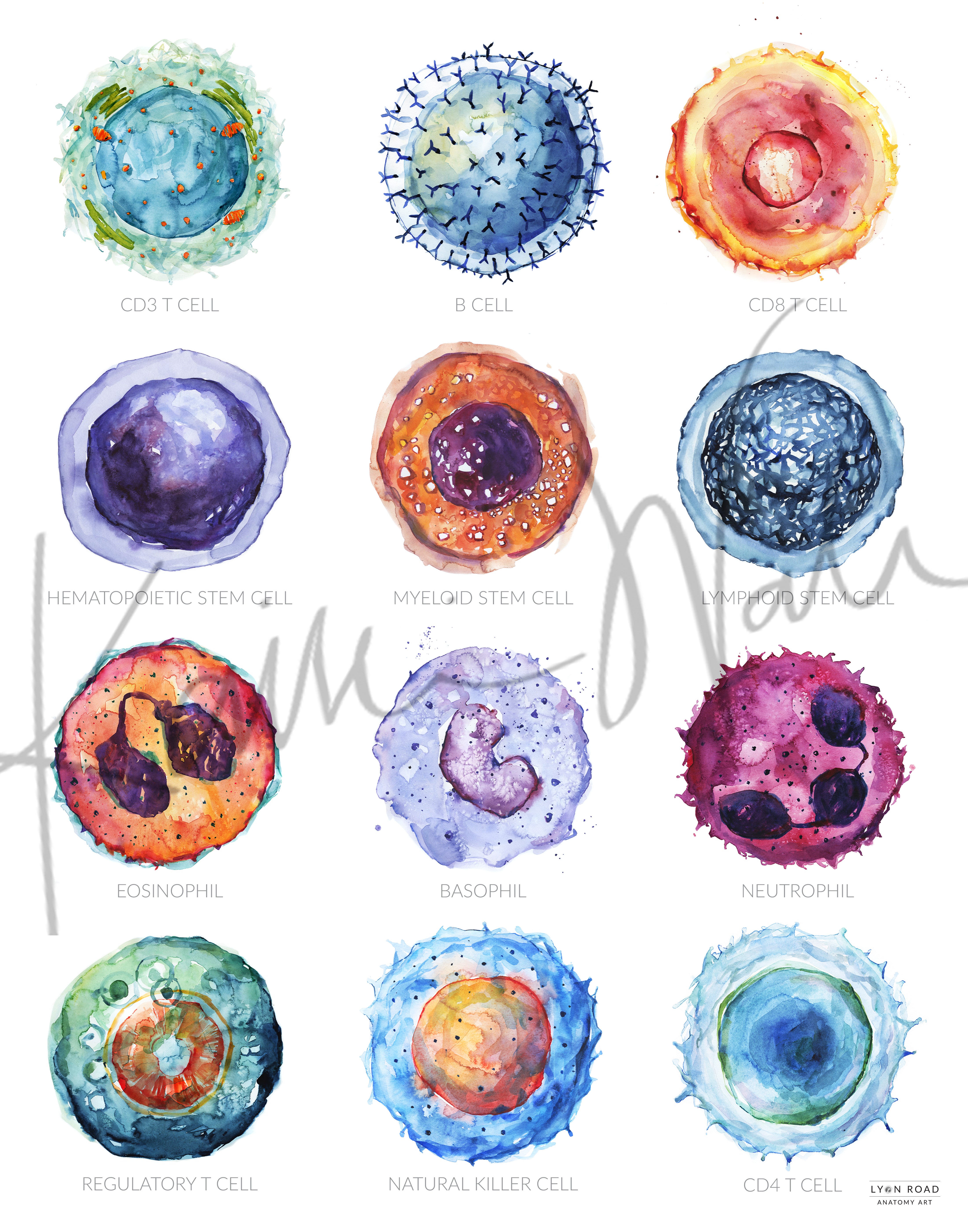 White Blood Cells Microbiology Poster