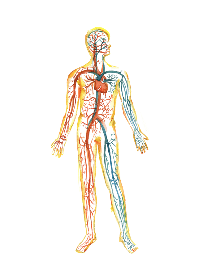 Circulatory System Watercolor Print