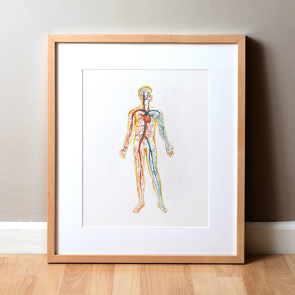Framed diagram anatomy art of a human body circulatory system with colored systems on a white background