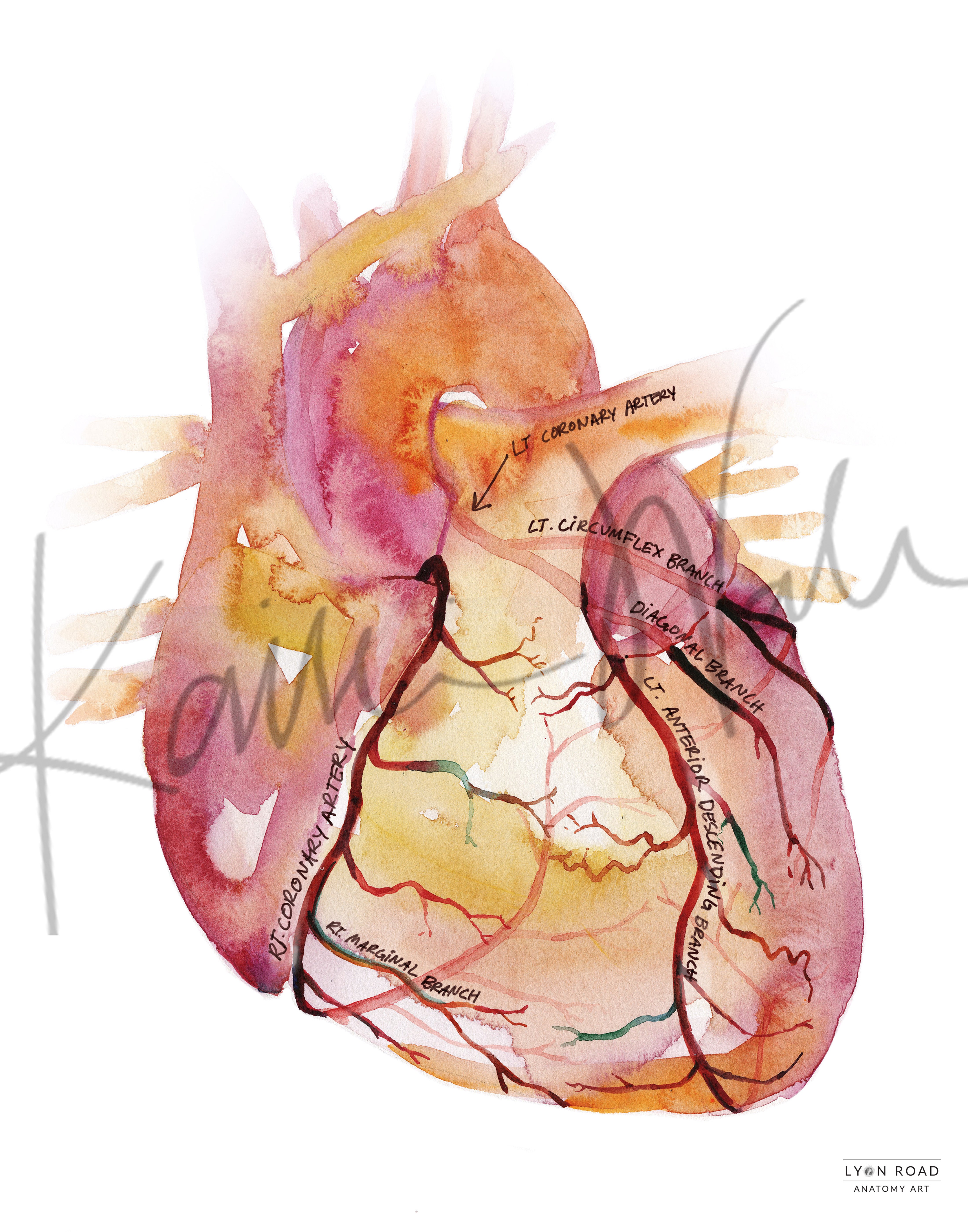 Coronary Arteries Heart Diagram