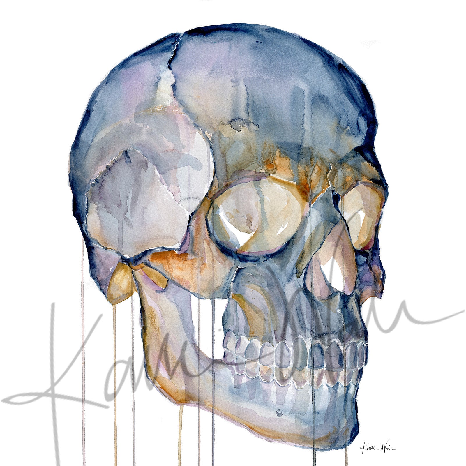 Skull Desktop Anatomy Art - Acrylic Framed Mini Print - Lyon Road Art
