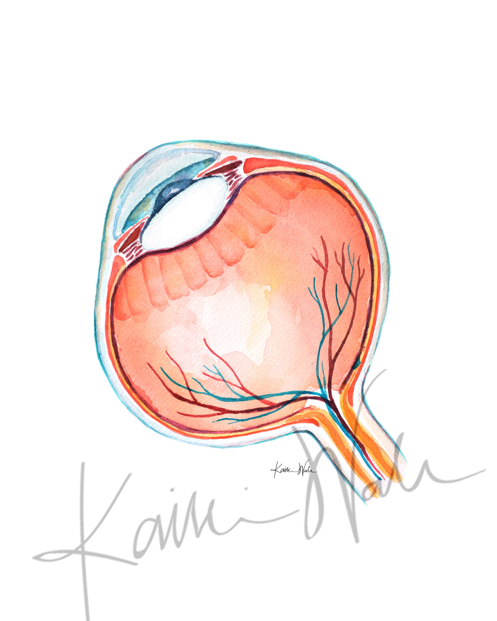 Anatomical Eye Cross Section Watercolor Print - Lyon Road Art