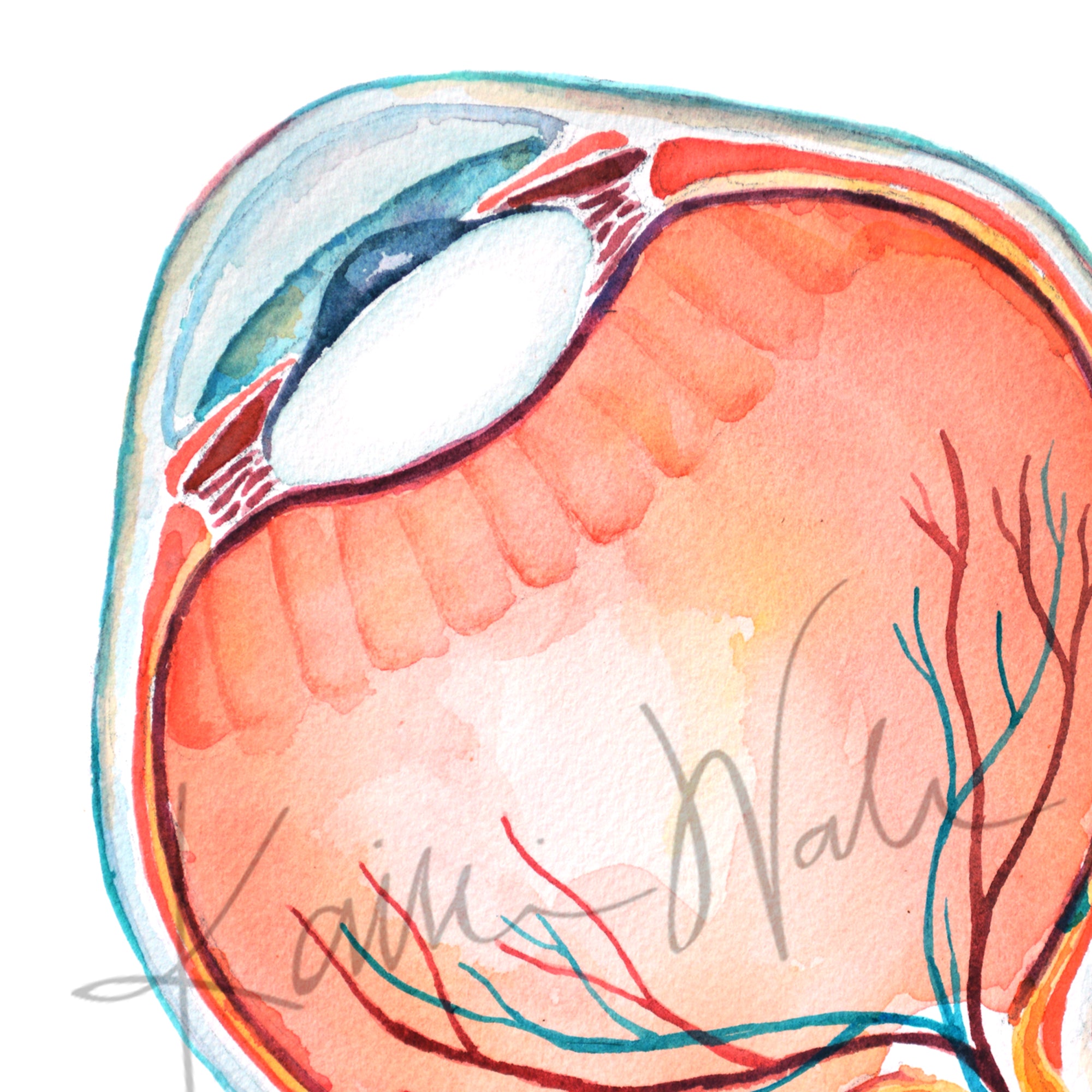 Anatomical Eye Cross Section Watercolor Print - Lyon Road Art