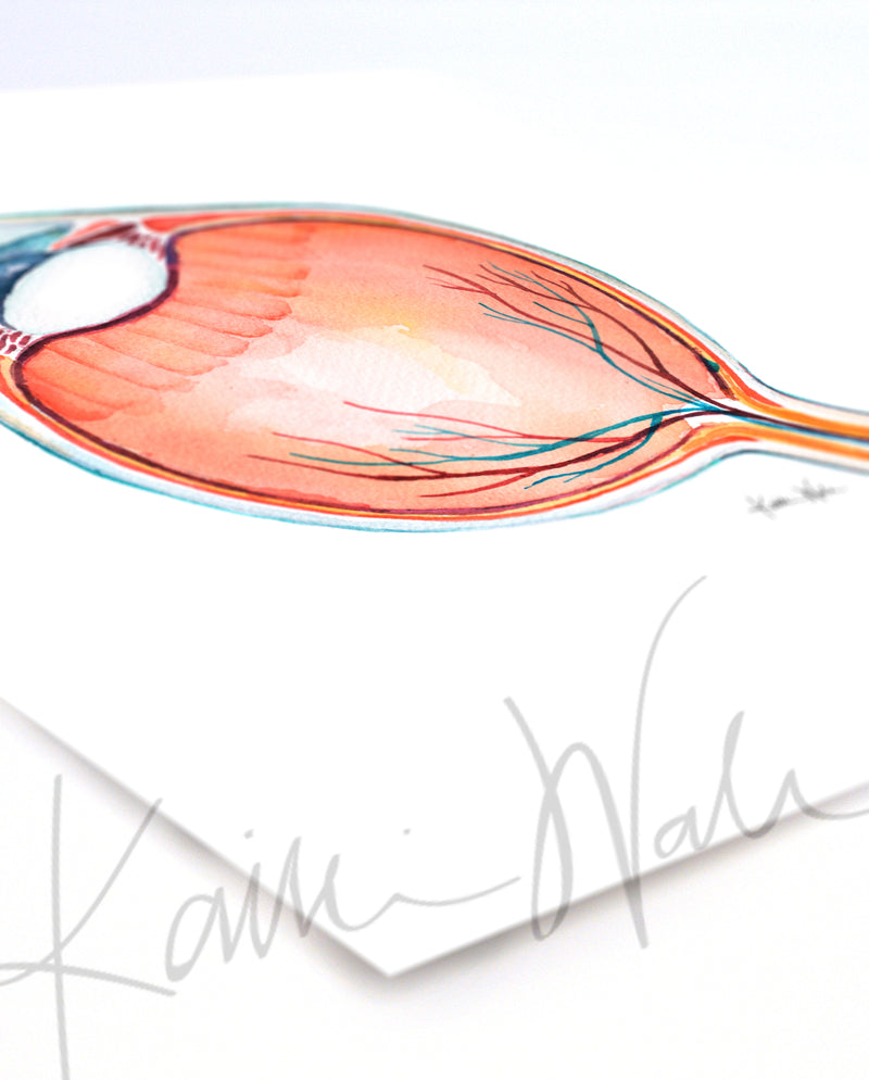 Anatomical Eye Cross Section Watercolor Print - Lyon Road Art