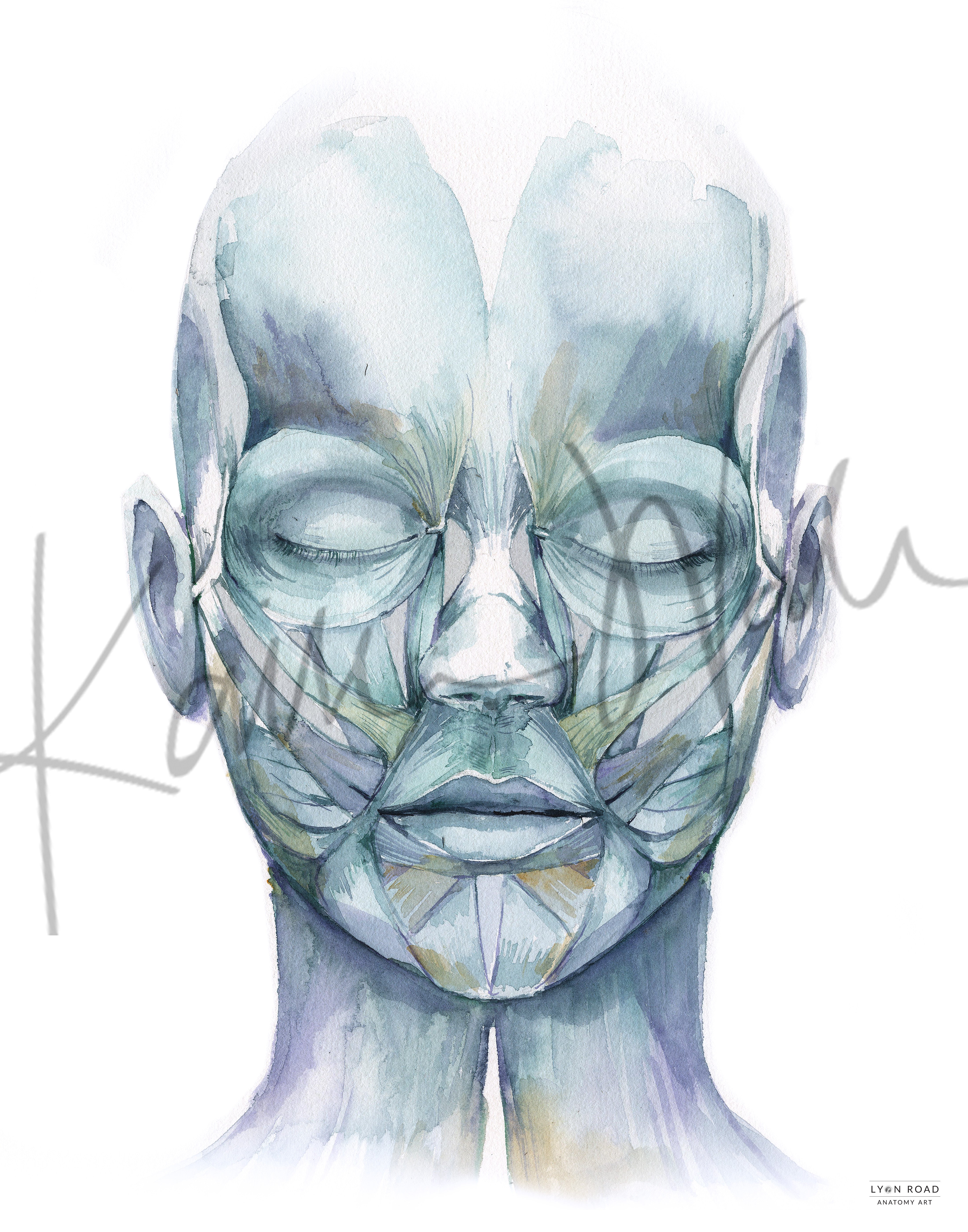 Muscles of Facial Expression Medspa Diagram