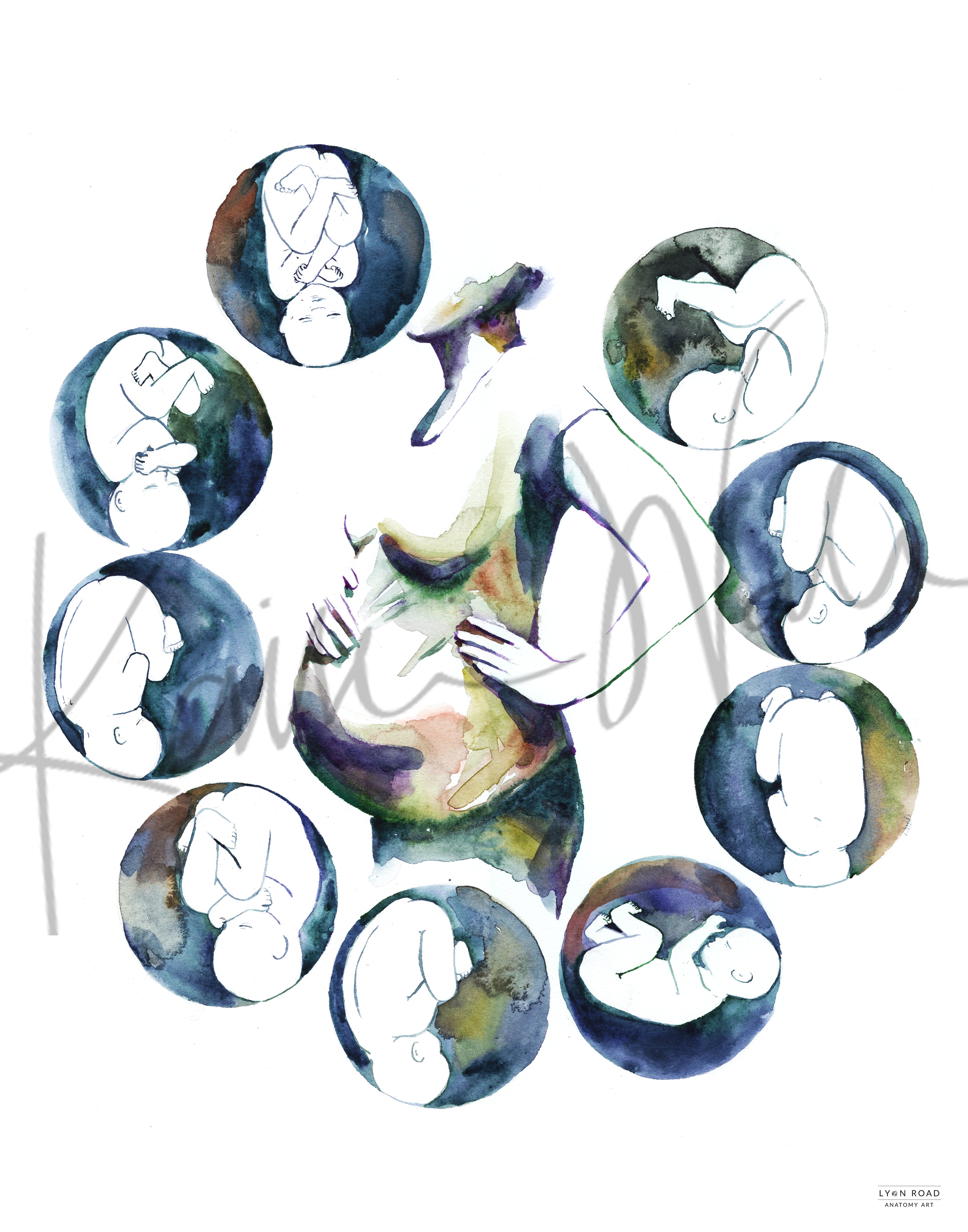 Fetal Compass Rose OBGYN Diagram