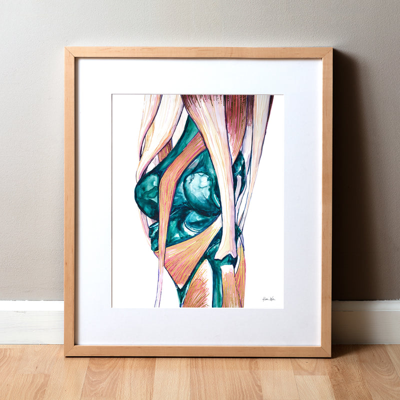Framed anatomical illustration of muscles on a white background. anatomy art painting showing the knee joint