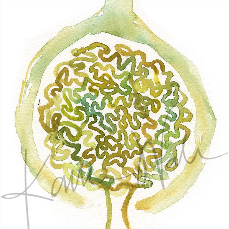 Urology Desktop Anatomy Art - Acrylic Framed Mini Print - Lyon Road Art