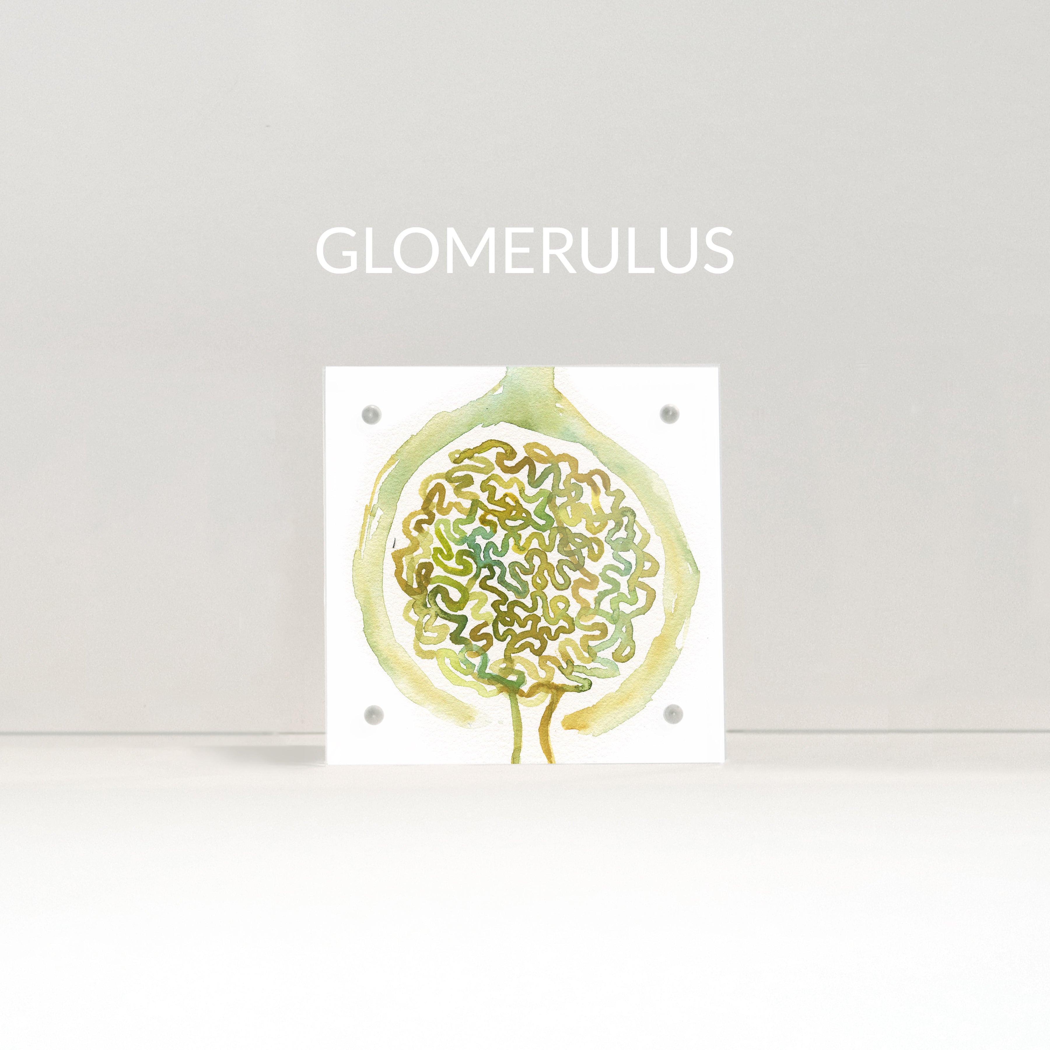 Urology Desktop Anatomy Art - Acrylic Framed Mini Print - Lyon Road Art
