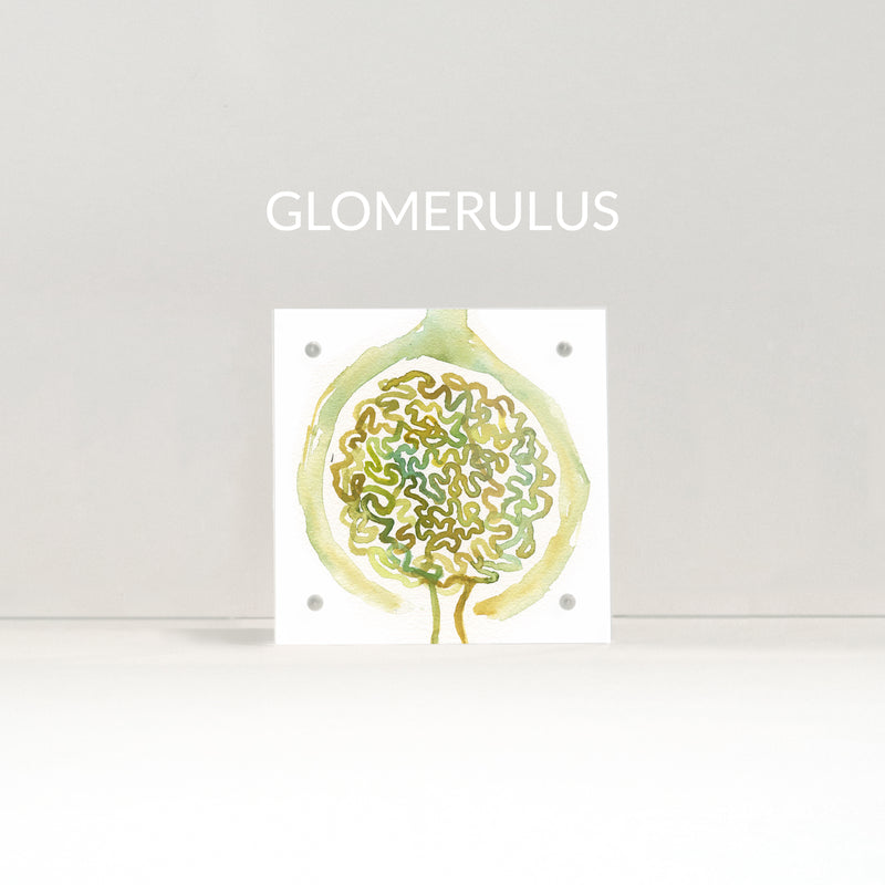 Urology Desktop Anatomy Art - Acrylic Framed Mini Print - Lyon Road Art