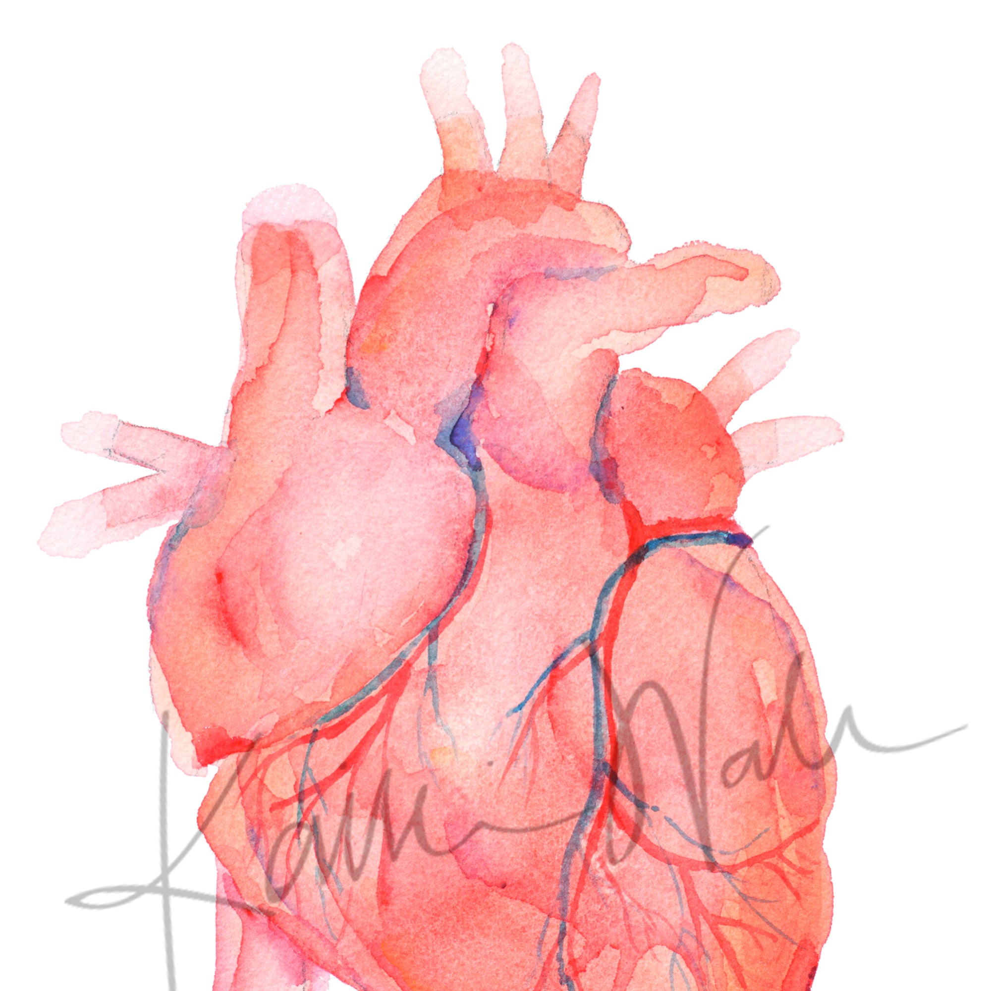 Watercolor texture of the anatomical heart