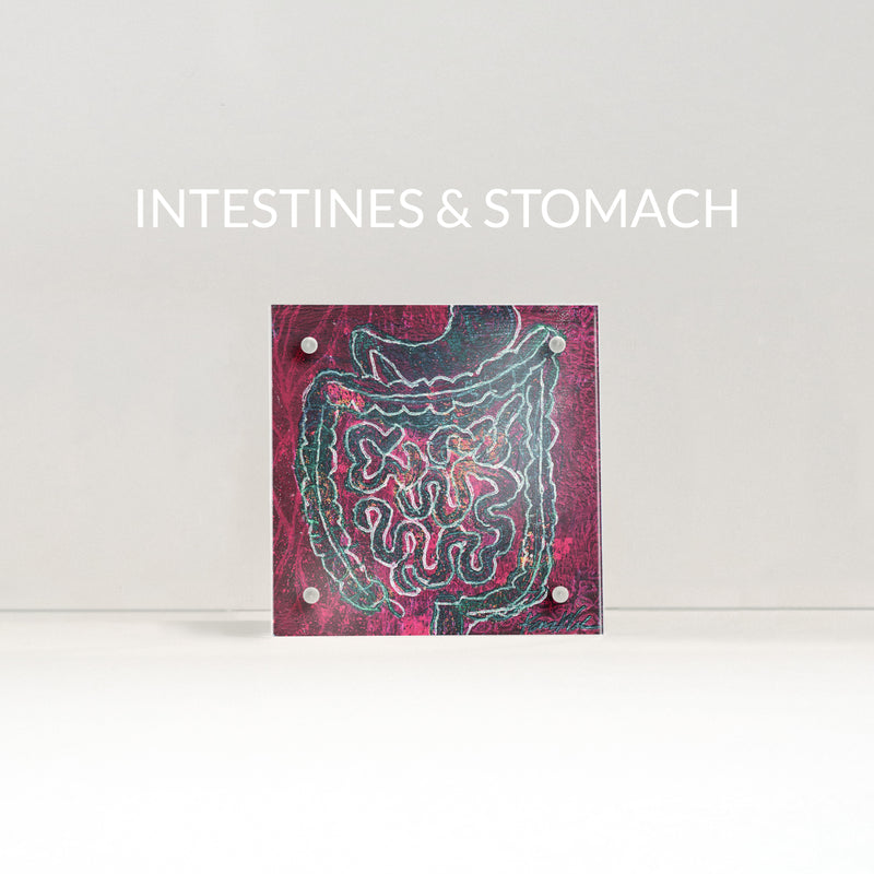 GI (Gastrointestinal) Desktop Anatomy Art - Acrylic Framed Mini Print - Lyon Road Art
