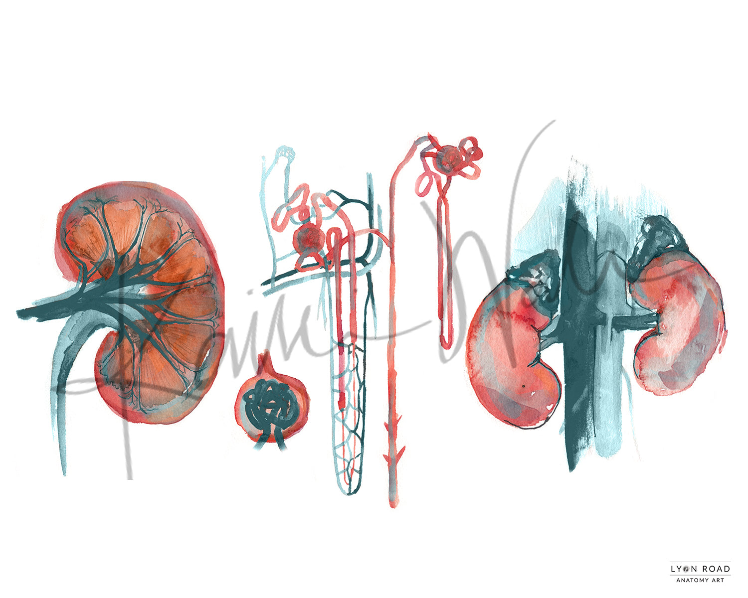 Kidney Anatomy Nephrology Diagram