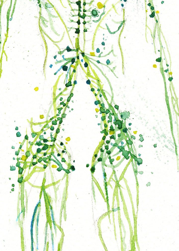 Lymphatic System Watercolor Print - Lyon Road Art