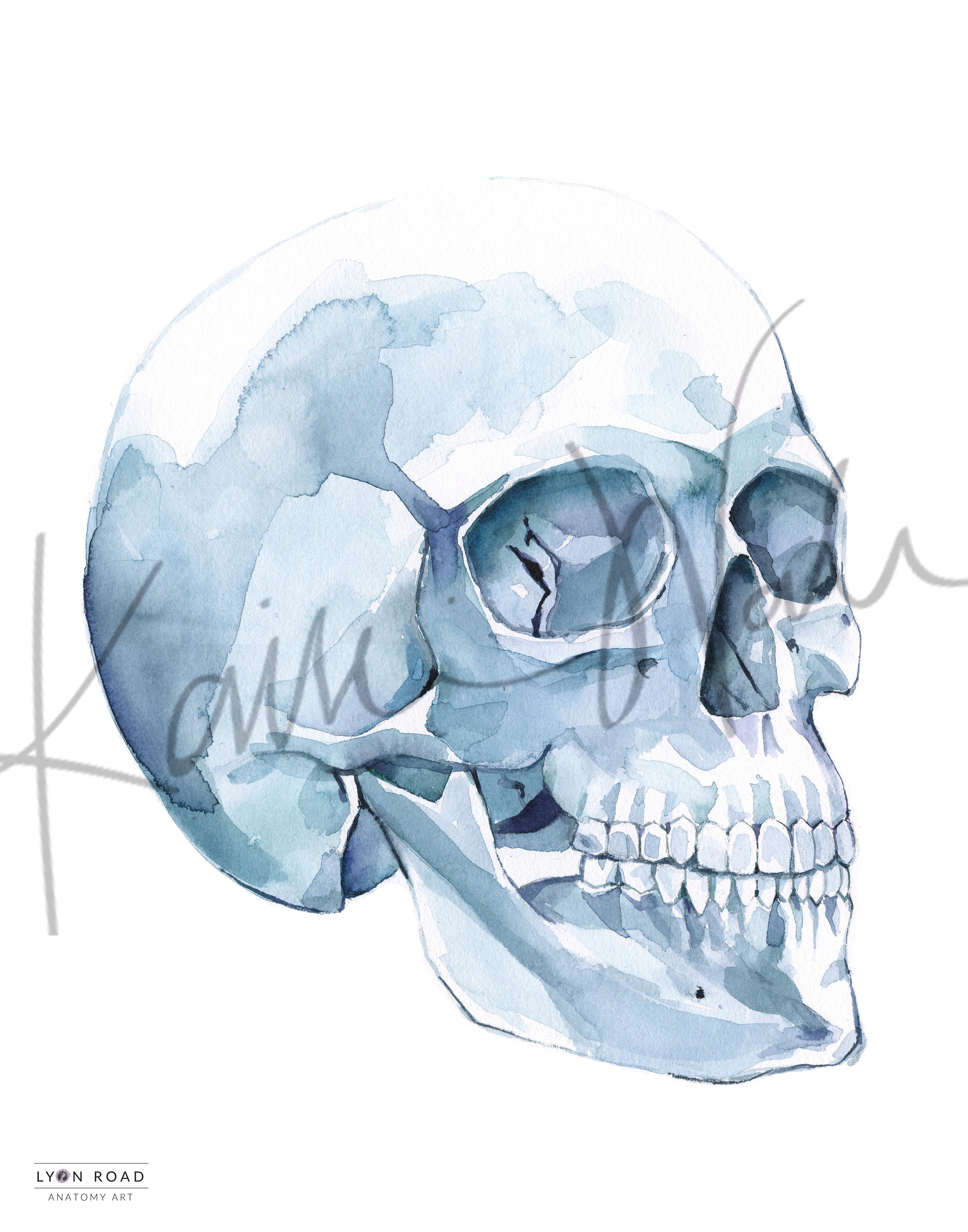 Skull Dental Anatomy OMFS Diagram