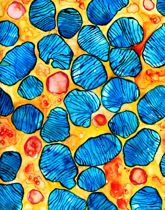 Mitochondria in Blue, yellow and red- Contrast art- Anatomy Art