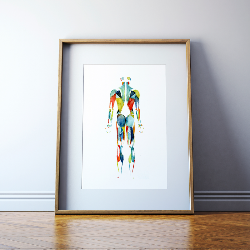 Muscular System in Red, Green and Blue Watercolor  Print - Lyon Road Art