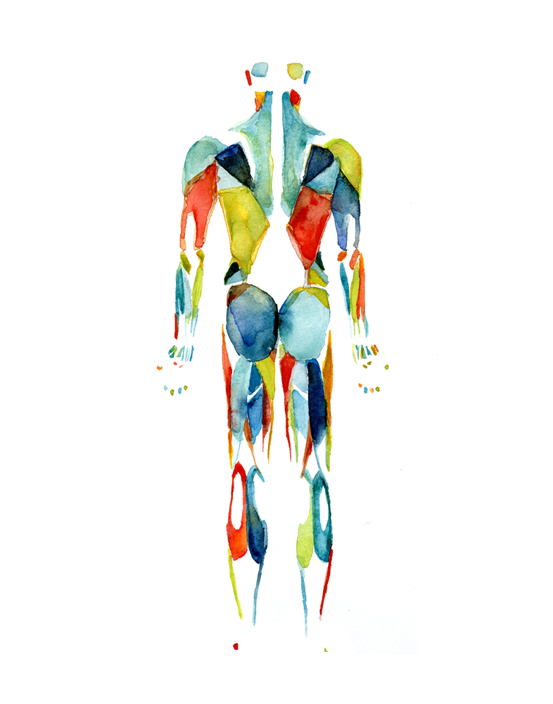 Muscular System in Red, Green and Blue Watercolor  Print - Lyon Road Art