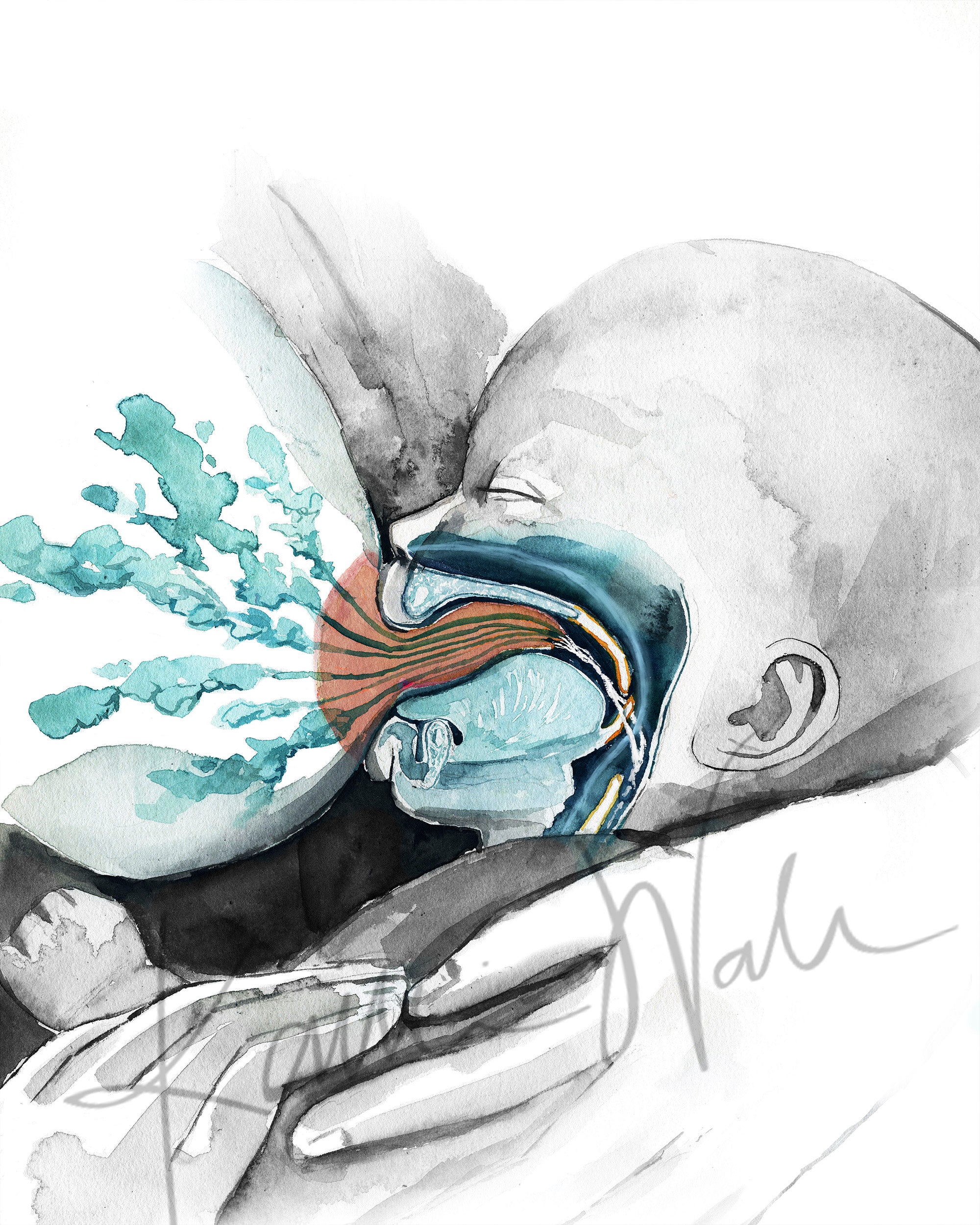 Lactation Breastfeeding Anatomy Diagram