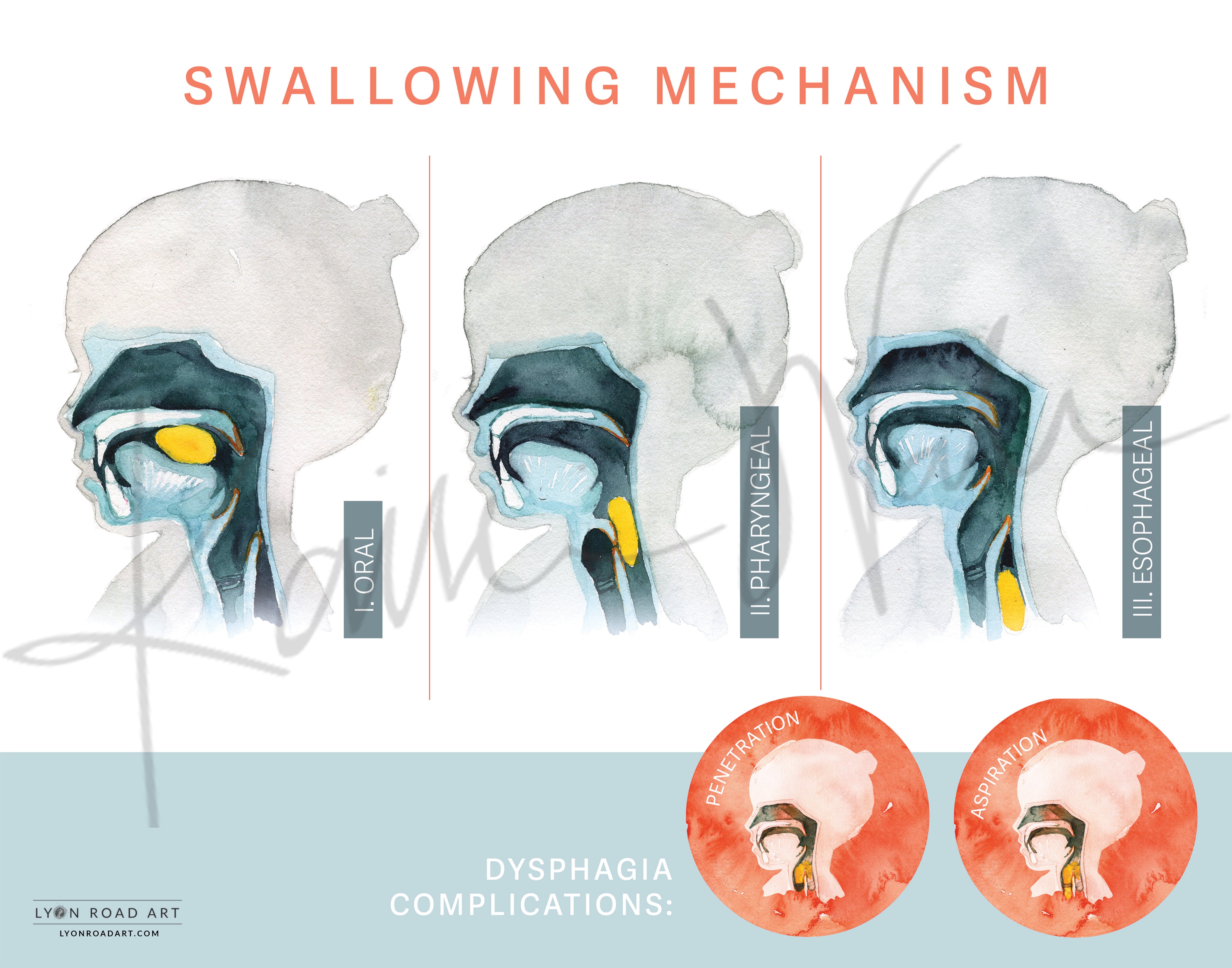 Swallowing Mechanism ENT Speech Diagram