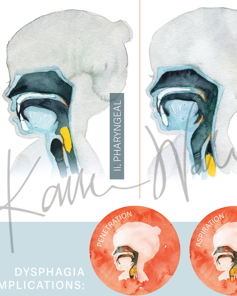 Illustration of a pharyngeal structure with labels and additional graphics on a light blue background.