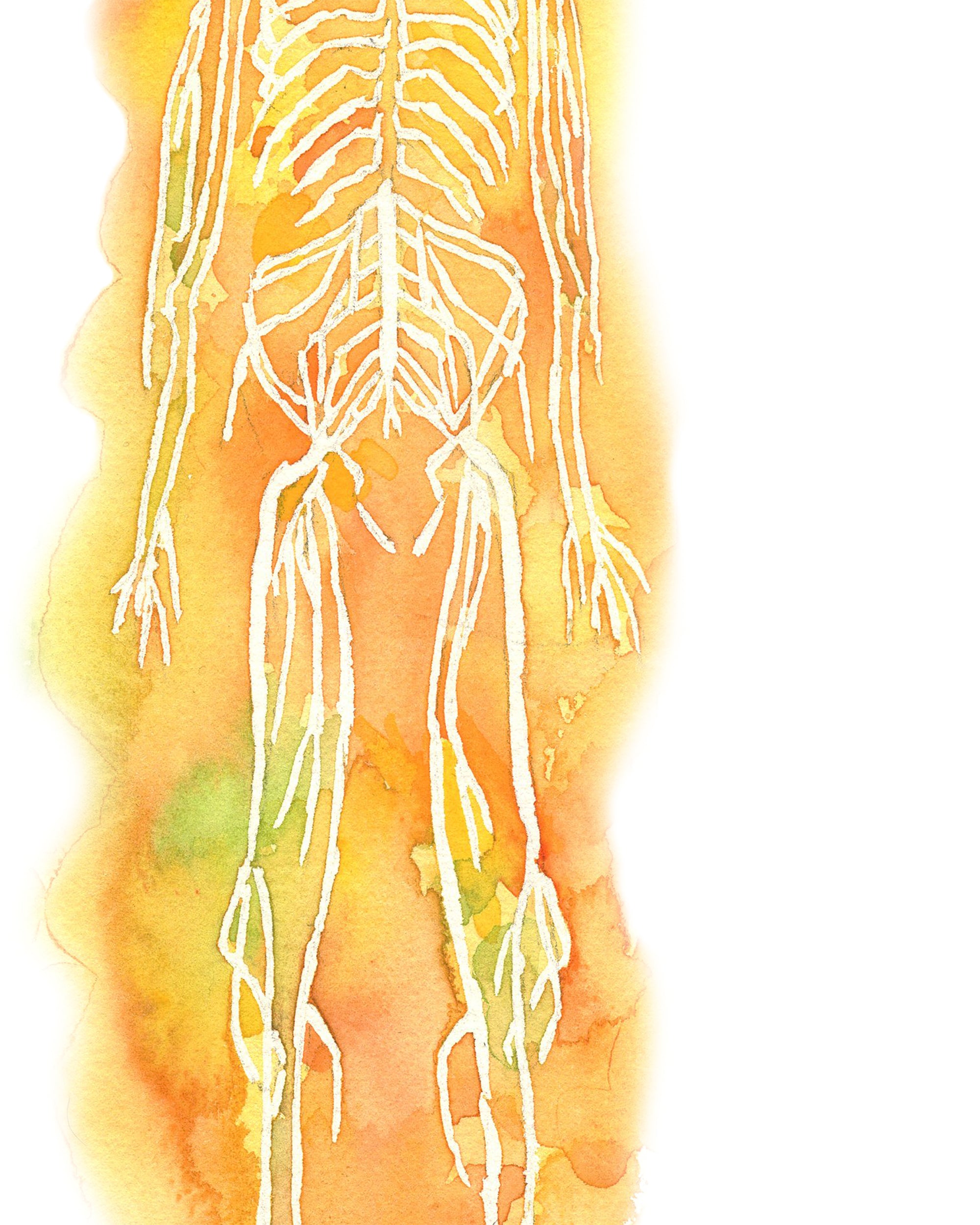 Nervous System Watercolor Print - Lyon Road Art