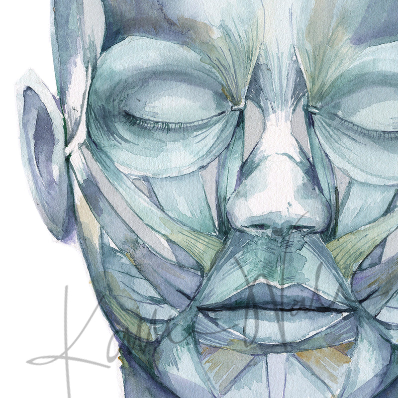 Muscles of Facial Expression Watercolor Print - Lyon Road Art